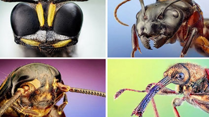 Böcekler 300 Milyon Yıl Öncede Mevcuttu