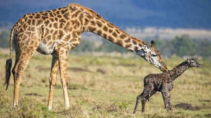 Zürafanın Doğumunun 30 Dakikalık Fotoğrafı