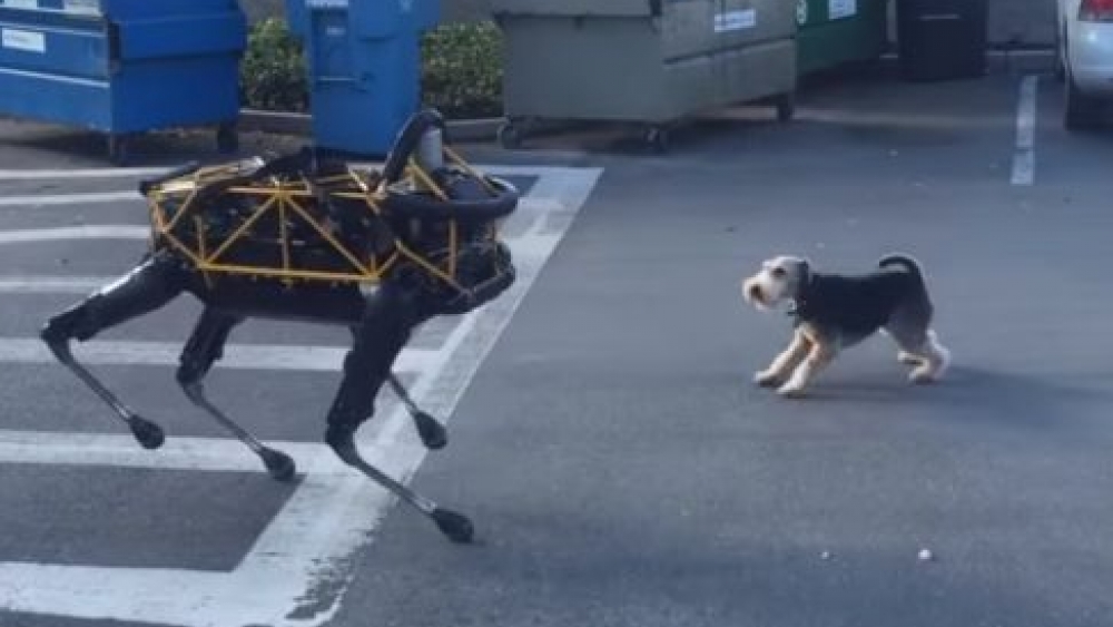 Patronun köpeği, patronun robotuna karşı!