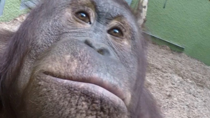 Maymunlarda "Selfie" Çekmeyi Öğrendiler