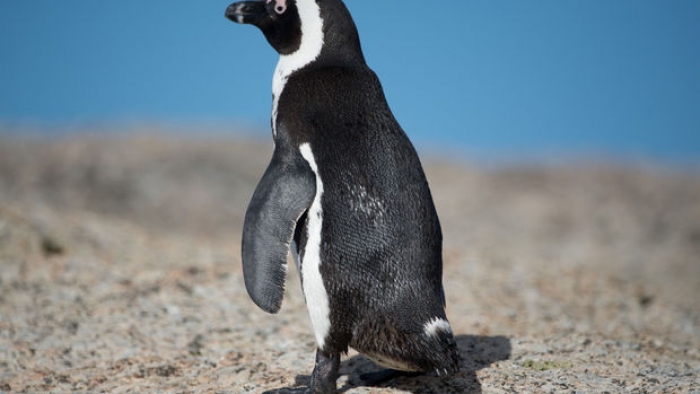 Penguen Nerede, Biz bilmiyoruz