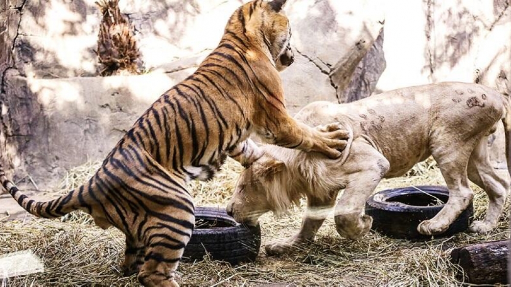Aslan arasındaki dostluk, kaplan vahşi yaşam parkındaki ziyaretçileri şaşırtıyor