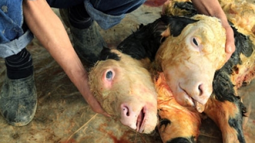 Bu Doğum Herkesi Şaşırttı