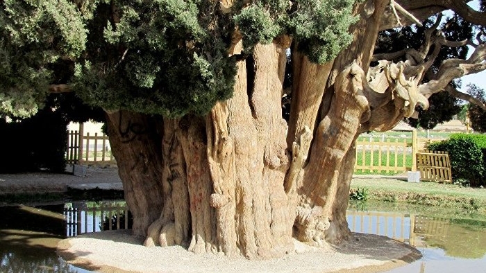 Dünyanın en yaşlı ikinci ağacı İran'da